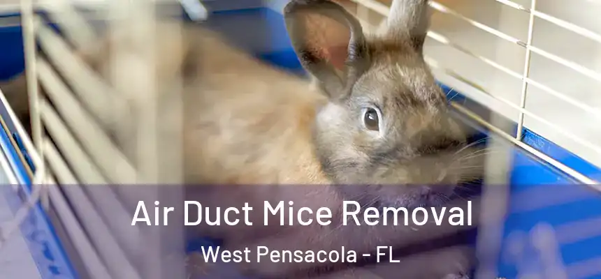 Air Duct Mice Removal West Pensacola - FL